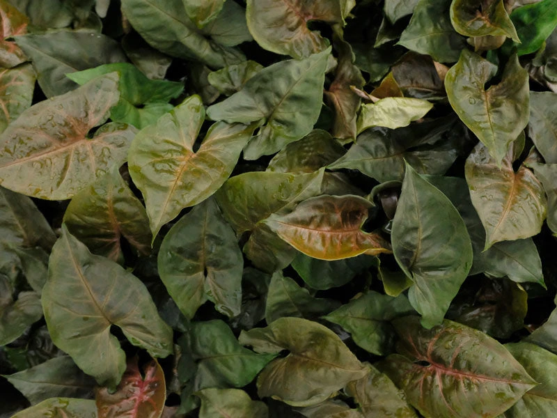 Indoor Garden Syngonium Podophyllum Bronze With Pot Option Easy Care Plants 11 Indoor Garden Syngonium Podophyllum Bronze With Pot Option Easy Care Plants