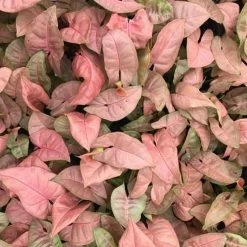 Indoor Garden Syngonium Neon - 85mm 9 Indoor Garden Syngonium Neon - 85mm