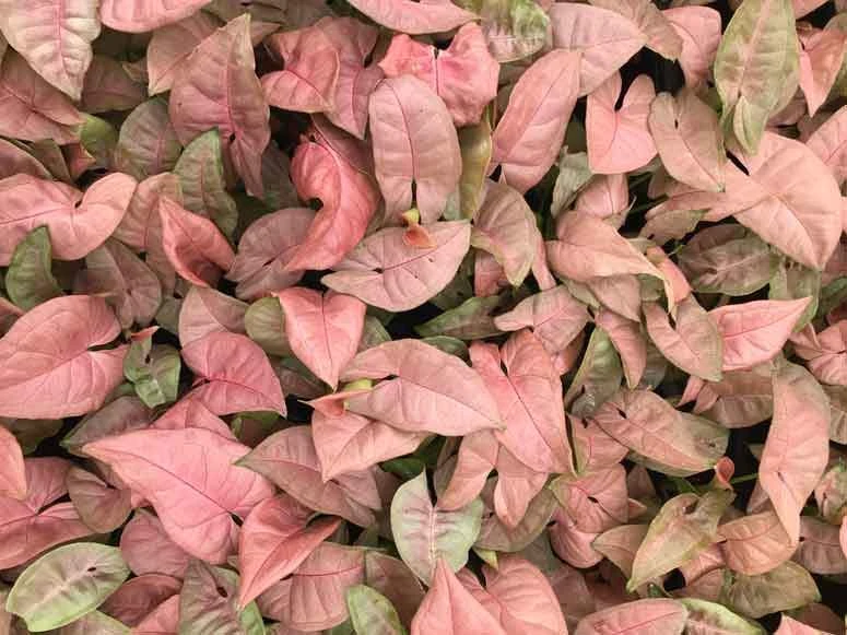 Indoor Garden Syngonium Neon - 85mm 5 Indoor Garden Syngonium Neon - 85mm