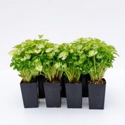 Indoor Garden Syngonium Pixie Mini Syngoniums