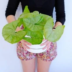 Indoor Garden Syngoniums Syngonium Podophyllum Roxana - 85mm 10 Indoor Garden Syngoniums Syngonium Podophyllum Roxana - 85mm