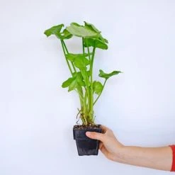 Indoor Garden Syngoniums Syngonium Podophyllum Roxana - 85mm 11 Indoor Garden Syngoniums Syngonium Podophyllum Roxana - 85mm