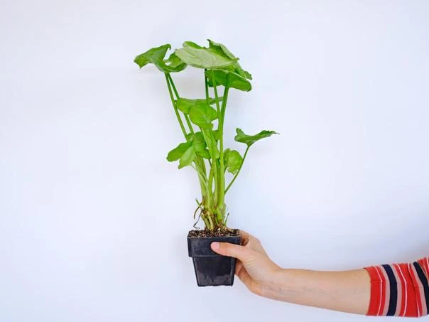 Indoor Garden Syngoniums Syngonium Podophyllum Roxana - 85mm 6 Indoor Garden Syngoniums Syngonium Podophyllum Roxana - 85mm
