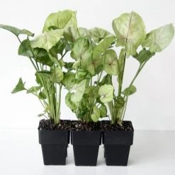 Indoor Garden Syngoniums Syngonium Podophyllum Roxana - 85mm