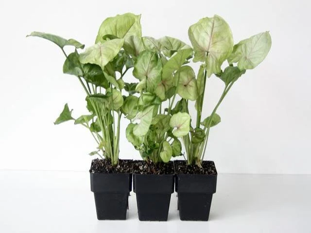 Indoor Garden Syngoniums Syngonium Podophyllum Roxana - 85mm 4 Indoor Garden Syngoniums Syngonium Podophyllum Roxana - 85mm