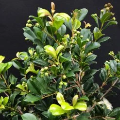 Hedge Syzygium Resilience Lilly Pilly Hedging Pack Hedging Plants