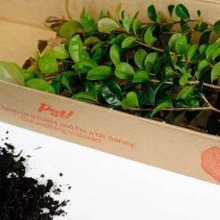 Hedge Syzygium Elite Shrubs