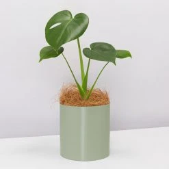 Urban Eden Sage Vessel + Potted Plant