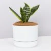 Pot + Plant Gift Box Border Plants Sansevieria Trifasciata Superba - Plant + Pot + Soil
