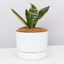 Pot + Plant Gift Box Border Plants Sansevieria Trifasciata Superba - Plant + Pot + Soil