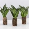 Indoor Garden Sansevieria Trifasciata Green Hahnii Paper Pots