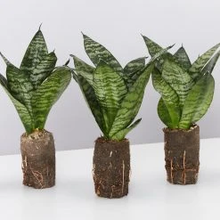 Indoor Garden Sansevieria Trifasciata Green Hahnii Paper Pots