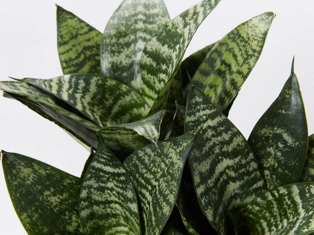 Indoor Garden Border Plants Mixed Pack Of Sansevieria In Paper Pots 7 Indoor Garden Border Plants Mixed Pack Of Sansevieria In Paper Pots
