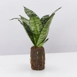 Indoor Garden Sansevieria Trifasciata Green Hahnii Paper Pots