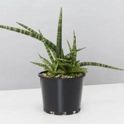 Pot + Plant Gift Box Air Purifying Sansevieria Crazy - Pot + Plant + Soil 22 Pot + Plant Gift Box Air Purifying Sansevieria Crazy - Pot + Plant + Soil