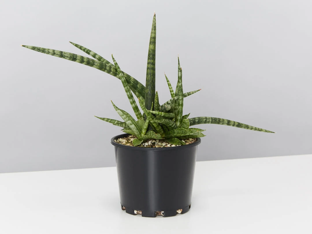 Pot + Plant Gift Box Air Purifying Sansevieria Crazy - Pot + Plant + Soil 8 Pot + Plant Gift Box Air Purifying Sansevieria Crazy - Pot + Plant + Soil