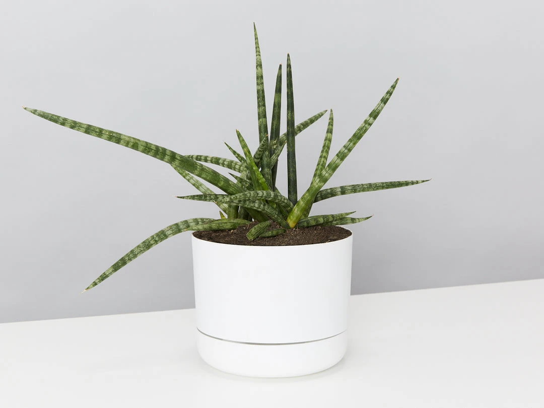 Pot + Plant Gift Box Air Purifying Sansevieria Crazy - Pot + Plant + Soil 6 Pot + Plant Gift Box Air Purifying Sansevieria Crazy - Pot + Plant + Soil