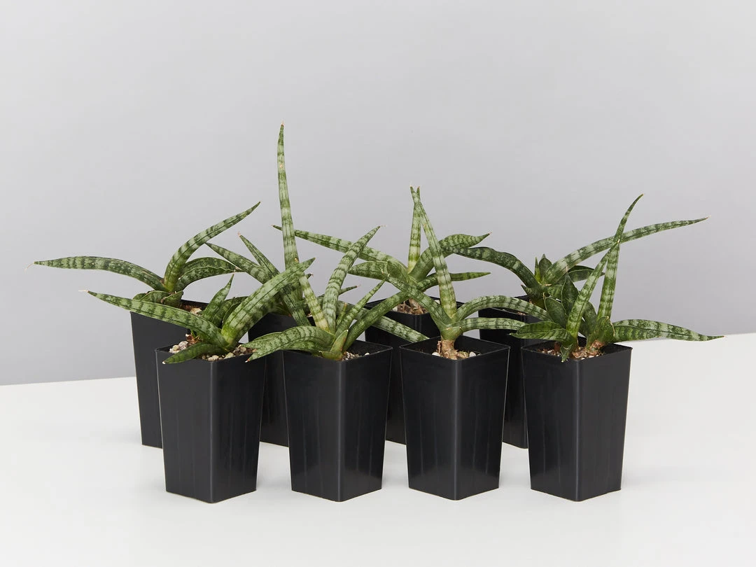 Indoor Garden Sansevieria Cylindrica Snake Plants 3 Indoor Garden Sansevieria Cylindrica Snake Plants
