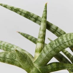 Indoor Garden Sansevieria Cylindrica Snake Plants