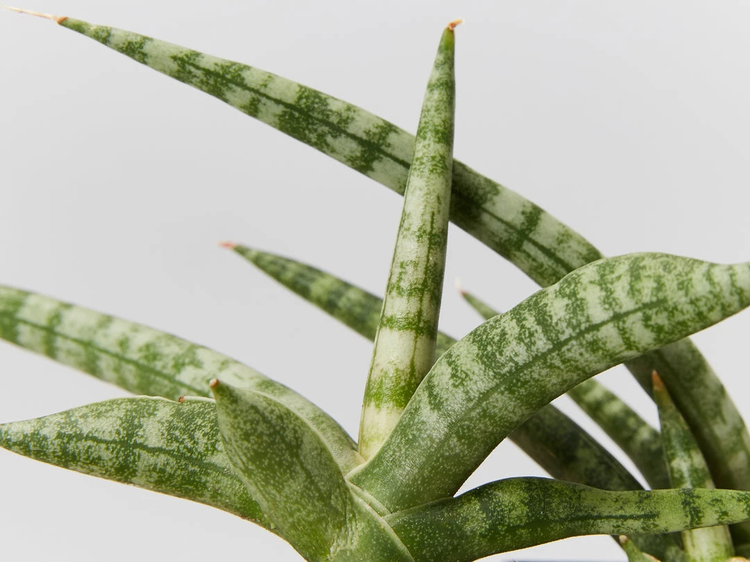 Indoor Garden Sansevieria Cylindrica Snake Plants 4 Indoor Garden Sansevieria Cylindrica Snake Plants