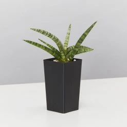 Indoor Garden Sansevieria Cylindrica Snake Plants 8 Indoor Garden Sansevieria Cylindrica Snake Plants