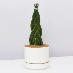 Indoor Garden Pool Friendly Plants Sansevieria Cylindrica Snake Plants