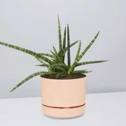 Pot + Plant Gift Box Air Purifying Sansevieria Crazy - Pot + Plant + Soil 19 Pot + Plant Gift Box Air Purifying Sansevieria Crazy - Pot + Plant + Soil