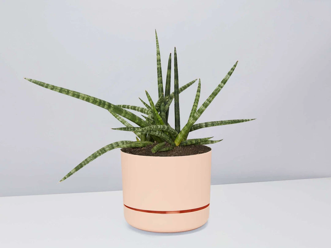 Pot + Plant Gift Box Air Purifying Sansevieria Crazy - Pot + Plant + Soil 5 Pot + Plant Gift Box Air Purifying Sansevieria Crazy - Pot + Plant + Soil