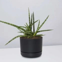 Pot + Plant Gift Box Air Purifying Sansevieria Crazy - Pot + Plant + Soil 24 Pot + Plant Gift Box Air Purifying Sansevieria Crazy - Pot + Plant + Soil