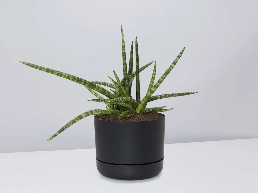 Pot + Plant Gift Box Air Purifying Sansevieria Crazy - Pot + Plant + Soil 10 Pot + Plant Gift Box Air Purifying Sansevieria Crazy - Pot + Plant + Soil