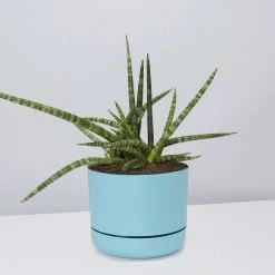 Pot + Plant Gift Box Air Purifying Sansevieria Crazy - Pot + Plant + Soil 21 Pot + Plant Gift Box Air Purifying Sansevieria Crazy - Pot + Plant + Soil