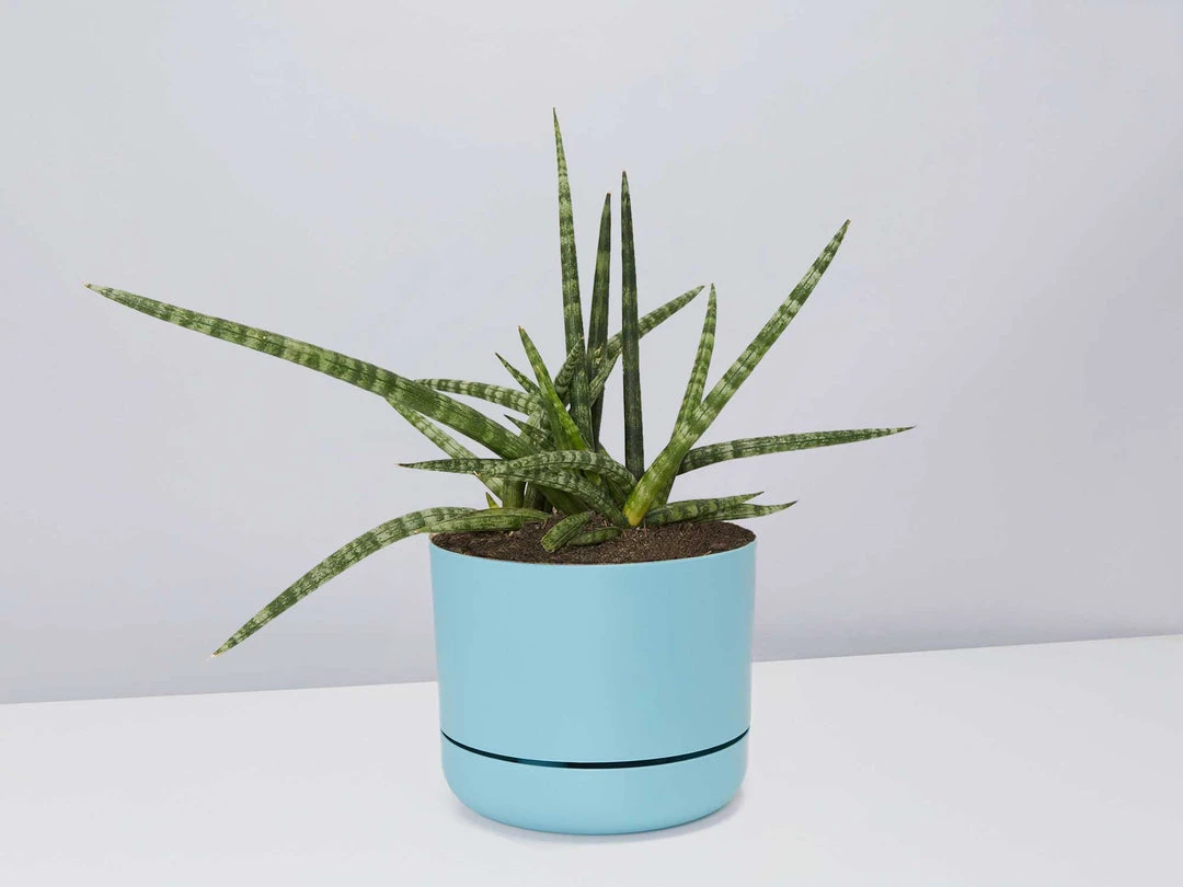 Pot + Plant Gift Box Air Purifying Sansevieria Crazy - Pot + Plant + Soil 7 Pot + Plant Gift Box Air Purifying Sansevieria Crazy - Pot + Plant + Soil