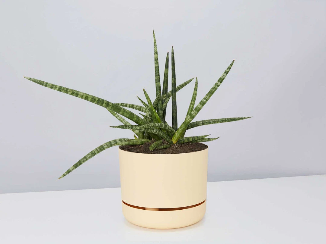 Pot + Plant Gift Box Air Purifying Sansevieria Crazy - Pot + Plant + Soil 4 Pot + Plant Gift Box Air Purifying Sansevieria Crazy - Pot + Plant + Soil