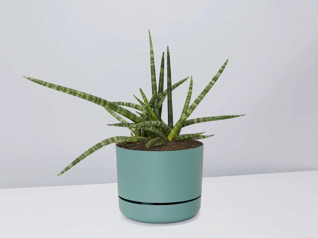 Pot + Plant Gift Box Air Purifying Sansevieria Crazy - Pot + Plant + Soil 14 Pot + Plant Gift Box Air Purifying Sansevieria Crazy - Pot + Plant + Soil