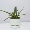 Pot + Plant Gift Box Air Purifying Sansevieria Crazy - Pot + Plant + Soil