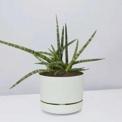 Pot + Plant Gift Box Air Purifying Sansevieria Crazy - Pot + Plant + Soil