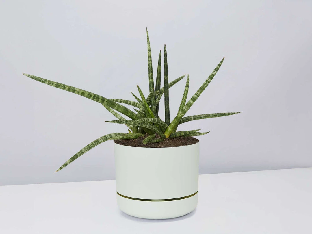Pot + Plant Gift Box Air Purifying Sansevieria Crazy - Pot + Plant + Soil 3 Pot + Plant Gift Box Air Purifying Sansevieria Crazy - Pot + Plant + Soil