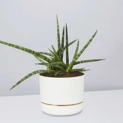 Pot + Plant Gift Box Air Purifying Sansevieria Crazy - Pot + Plant + Soil 26 Pot + Plant Gift Box Air Purifying Sansevieria Crazy - Pot + Plant + Soil