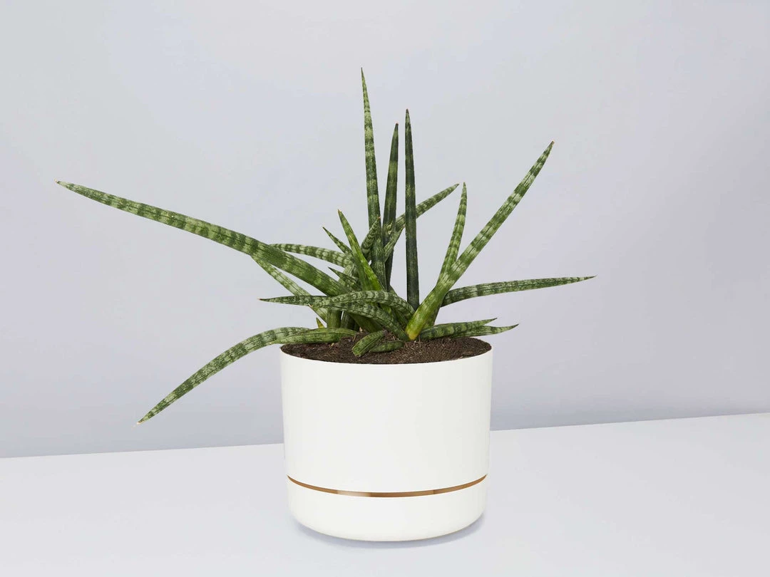 Pot + Plant Gift Box Air Purifying Sansevieria Crazy - Pot + Plant + Soil 12 Pot + Plant Gift Box Air Purifying Sansevieria Crazy - Pot + Plant + Soil