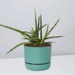 Pot + Plant Gift Box Air Purifying Sansevieria Crazy - Pot + Plant + Soil 27 Pot + Plant Gift Box Air Purifying Sansevieria Crazy - Pot + Plant + Soil
