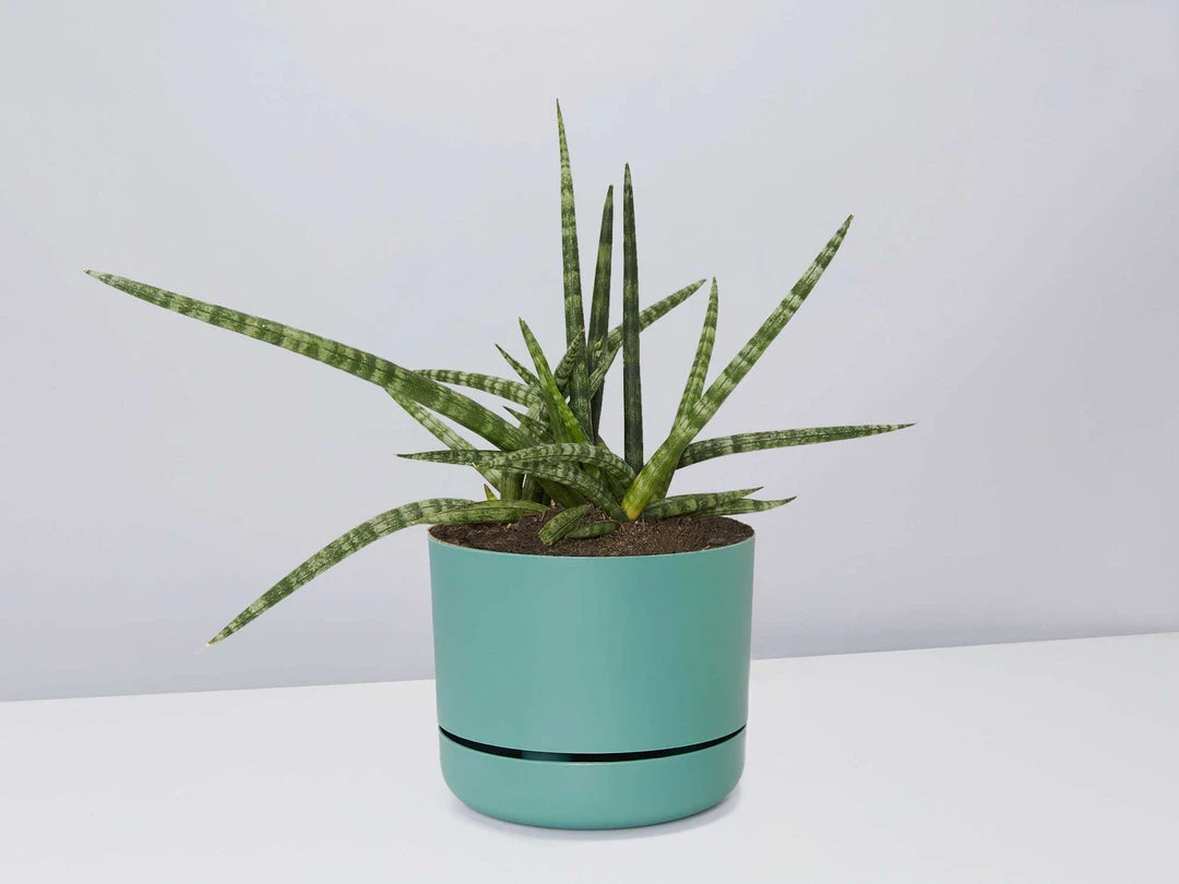 Pot + Plant Gift Box Air Purifying Sansevieria Crazy - Pot + Plant + Soil 13 Pot + Plant Gift Box Air Purifying Sansevieria Crazy - Pot + Plant + Soil