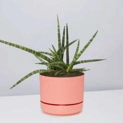 Succulents The Succulent Planter + LECA And Soil Bag