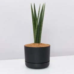 Indoor Garden Pool Friendly Plants Sansevieria Cylindrica Snake Plants