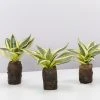 Indoor Garden Border Plants Sansevieria Trifasciata Golden Hahnii In Paper Pots