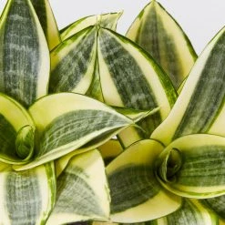Indoor Garden Border Plants Mixed Pack Of Sansevieria In Paper Pots 15 Indoor Garden Border Plants Mixed Pack Of Sansevieria In Paper Pots