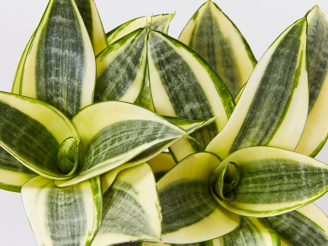 Indoor Garden Border Plants Mixed Pack Of Sansevieria In Paper Pots 9 Indoor Garden Border Plants Mixed Pack Of Sansevieria In Paper Pots