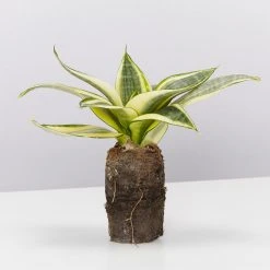 Indoor Garden Border Plants Mixed Pack Of Sansevieria In Paper Pots 14 Indoor Garden Border Plants Mixed Pack Of Sansevieria In Paper Pots