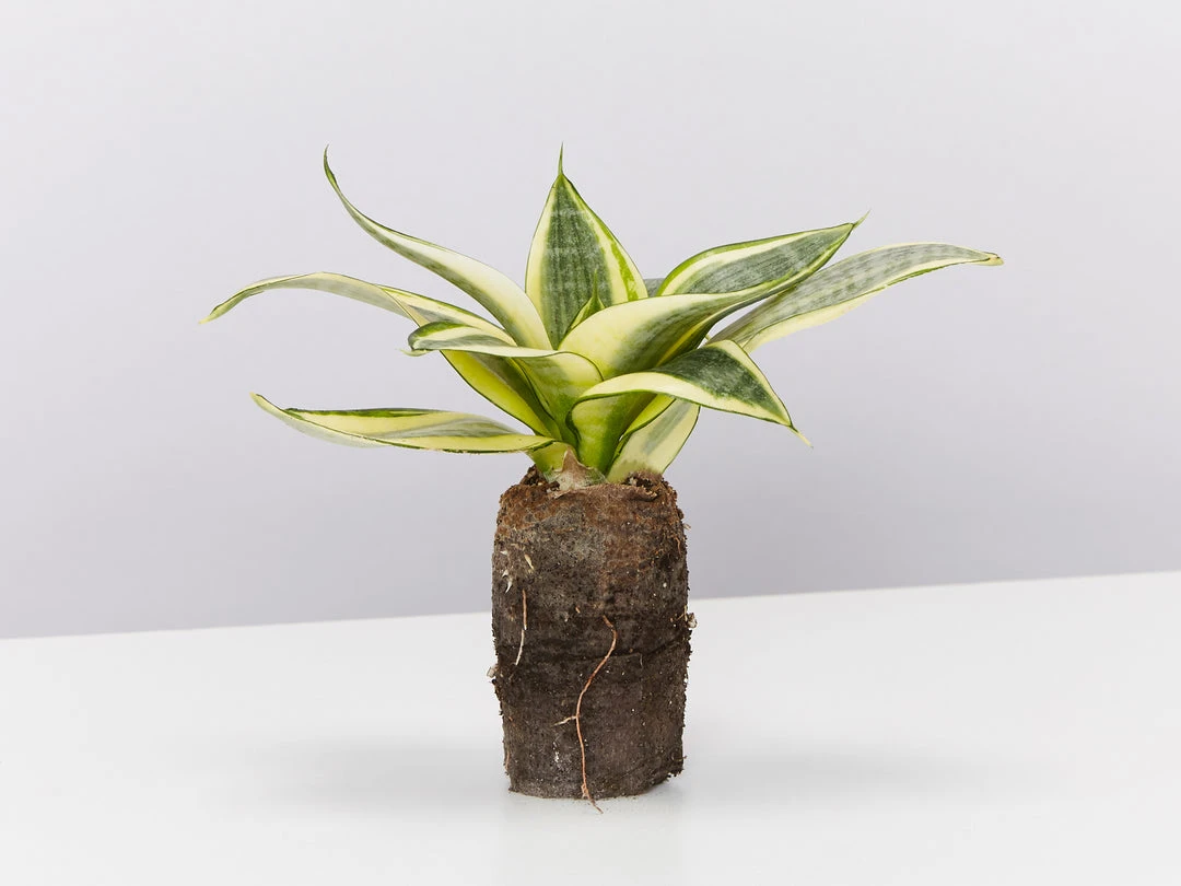 Indoor Garden Border Plants Mixed Pack Of Sansevieria In Paper Pots 8 Indoor Garden Border Plants Mixed Pack Of Sansevieria In Paper Pots