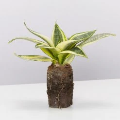 Indoor Garden Border Plants Sansevieria Trifasciata Golden Hahnii In Paper Pots