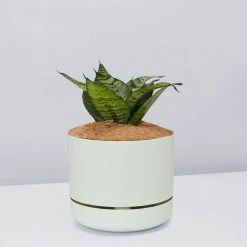 Succulents Border Plants Sansevieria Trifasciata Green Hahnii - Pot + Plant + Soil